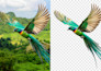 do removed background quickly